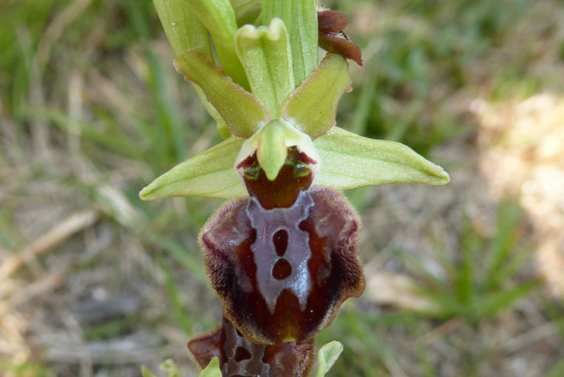 Ophrys sphegodes subsp. sphegodes